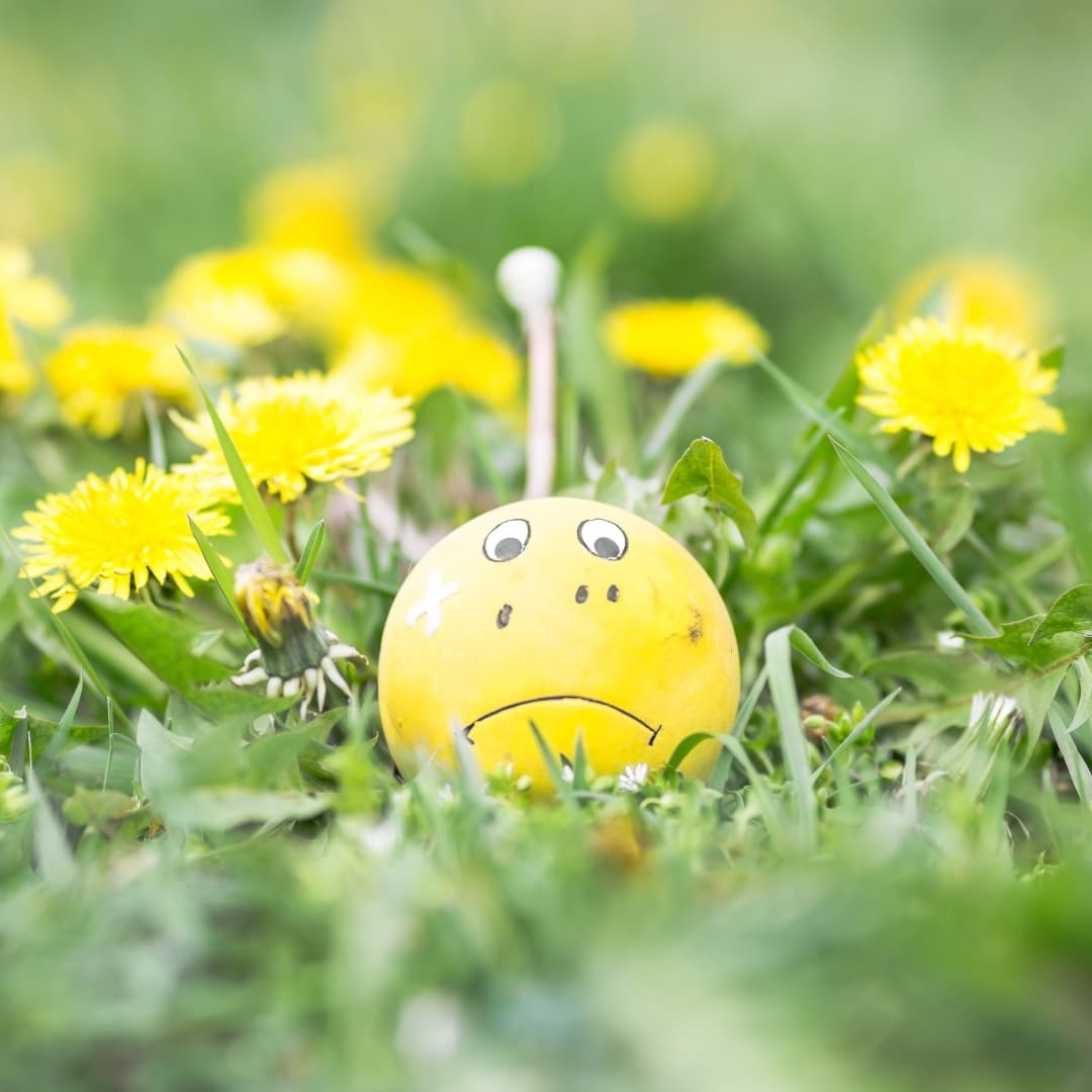 TENNIS BALL WITH A SAD FACE IN A FIELD OF YELLOW FLOWERS