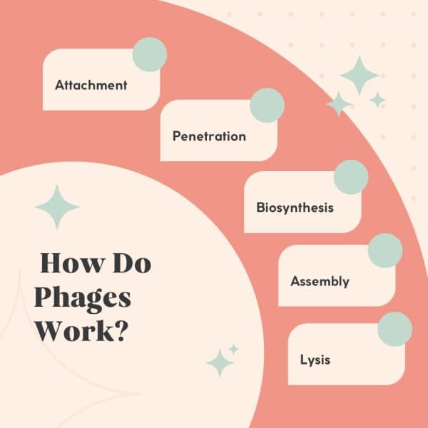 INFOGRAPHIC ON HOW DO PHAGES WORK